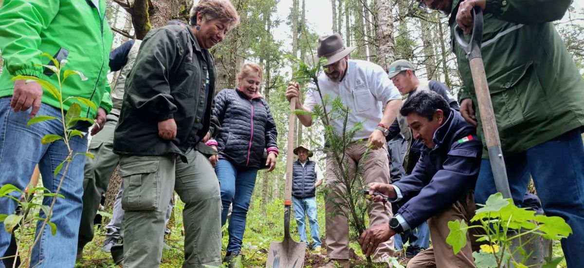 Luciernaga noticias | Michoacán alcanza ci...