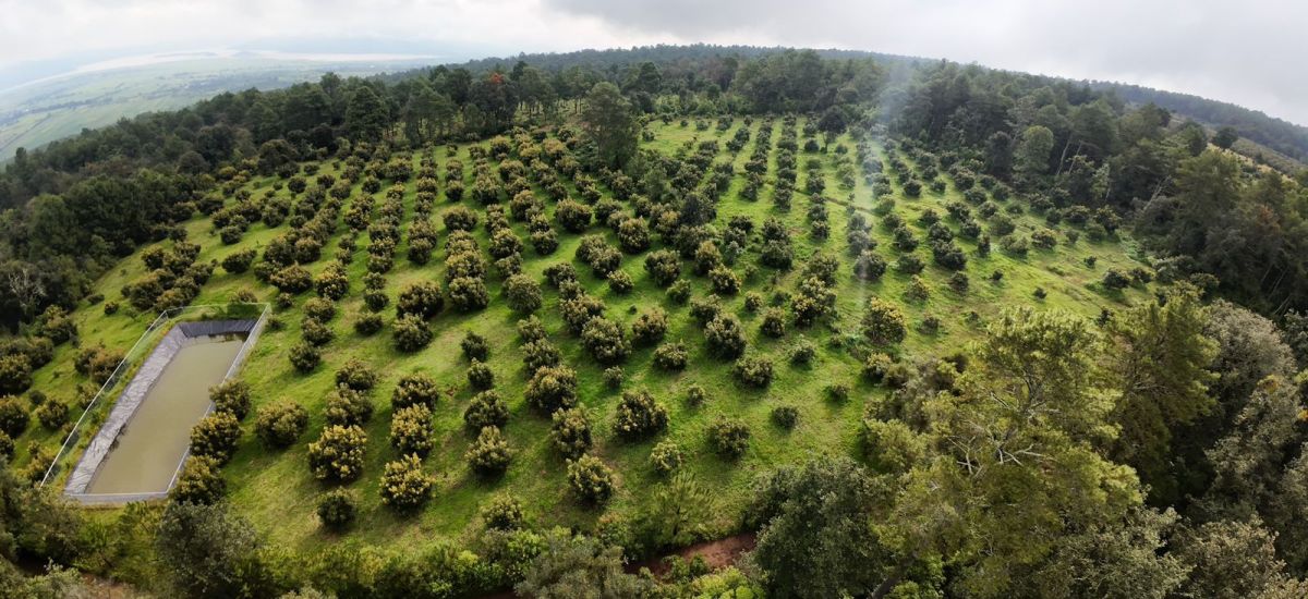 Luciernaga noticias | Así funcionará Guard...