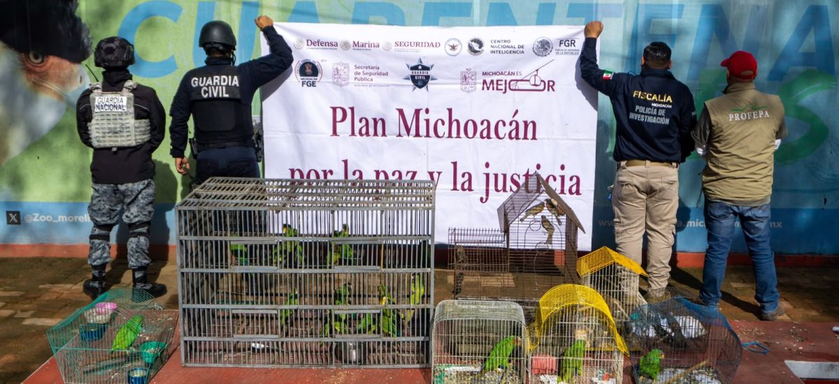 Luciernaga noticias | Zoológico de Morelia...