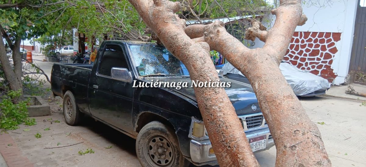 Luciernaga noticias | Árbol cae y bloquea...