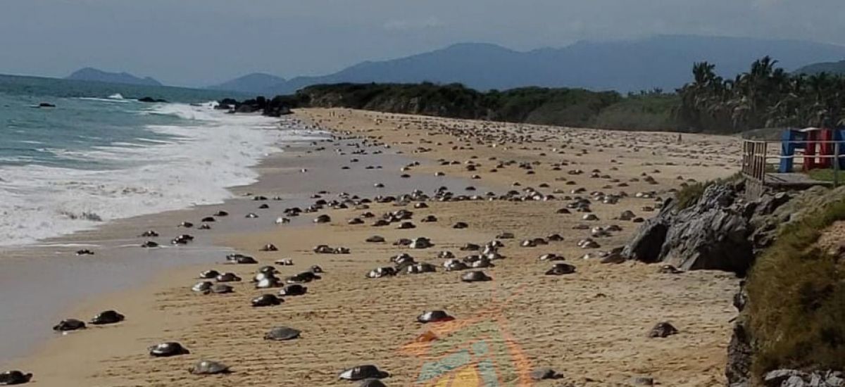 Ixtapilla recibe a la tortuga golfina
