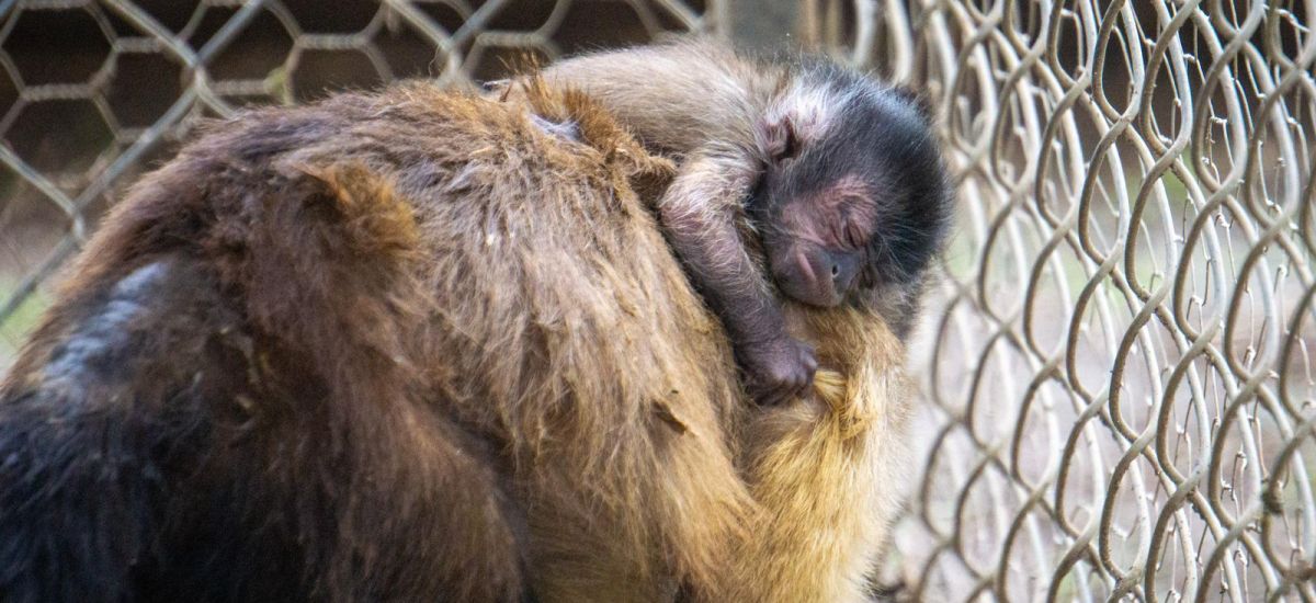 Luciernaga noticias | Zoológico de Morelia...