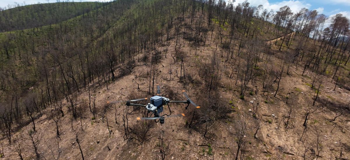 Luciernaga noticias | Bosques se fortaleci...