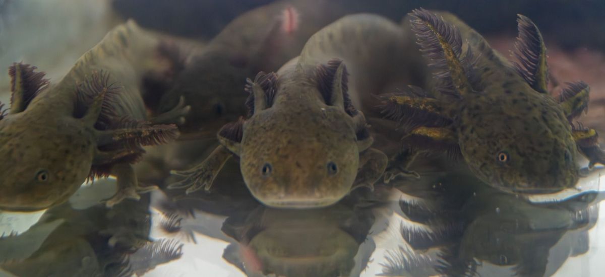 Luciernaga noticias | Zoológico de Morelia...