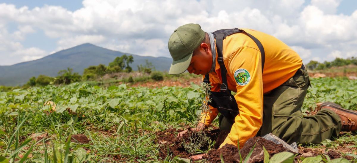 Luciernaga noticias | Reforesta SCOP 72 he...