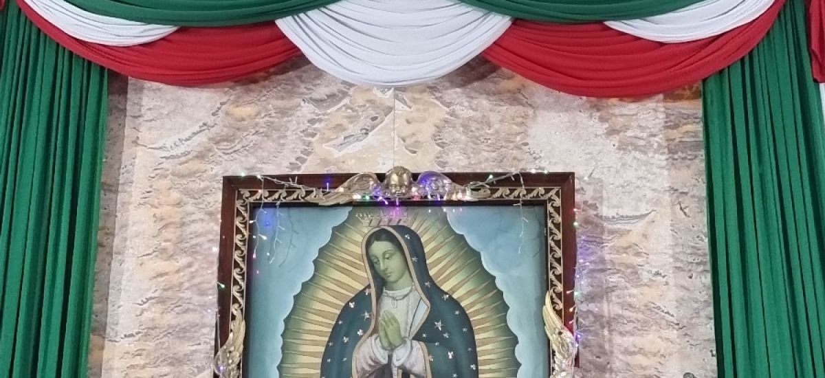 Luciernaga noticias | Celebración guadalup...