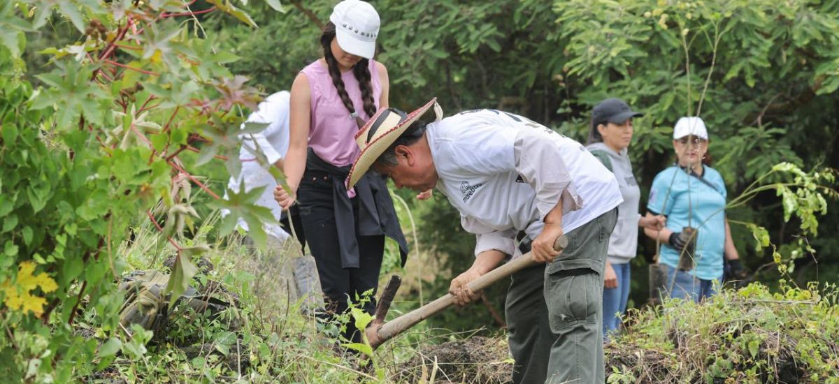 Luciernaga noticias | Reforestación en Mor...