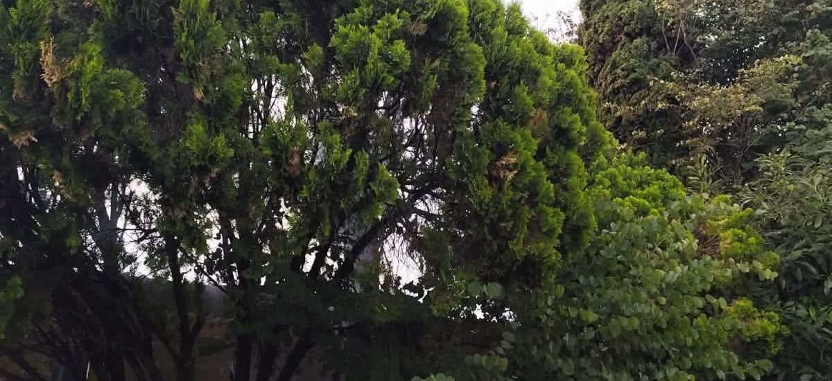 Luciernaga noticias | Árbol se incendia tr...