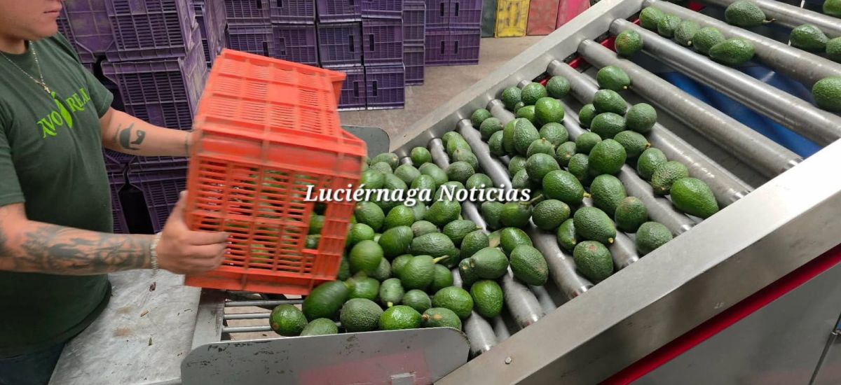 Luciernaga noticias | EE. UU. suspende ope...