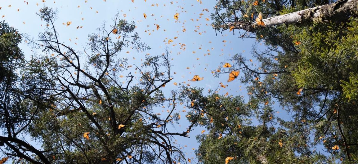 Luciernaga noticias | Inversión de 1 mdd f...